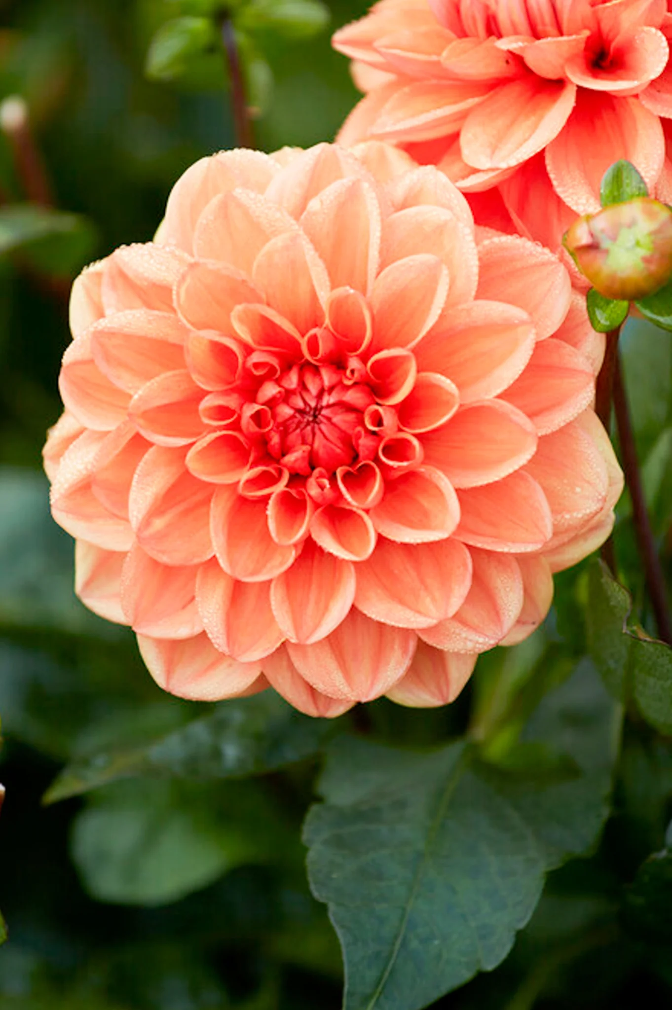 Dahalia flower reference
