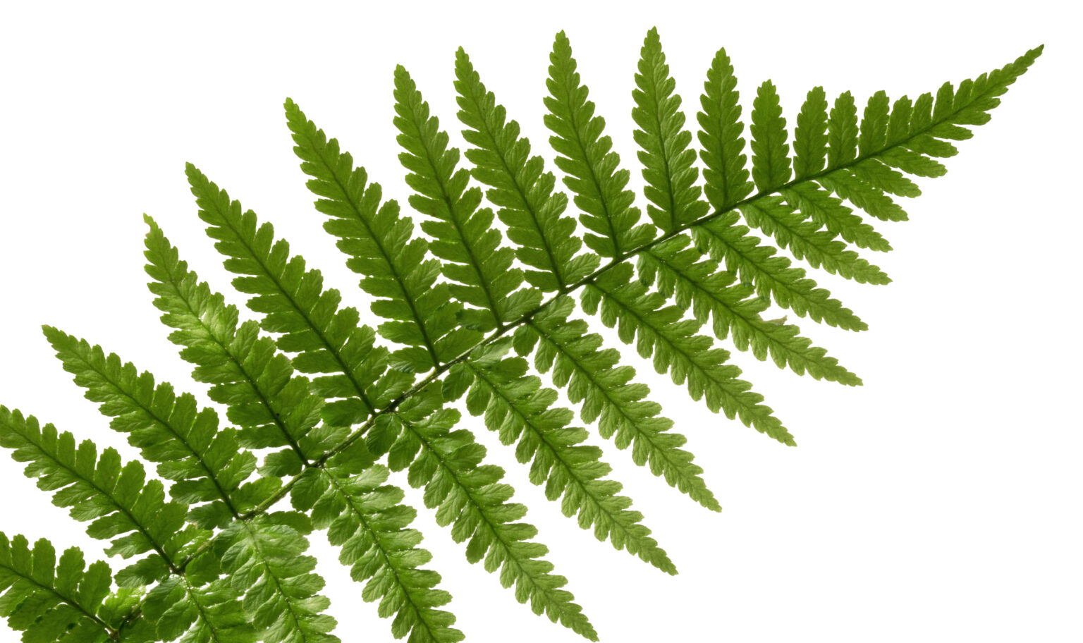 Fern fossil botanical reference used in brand development