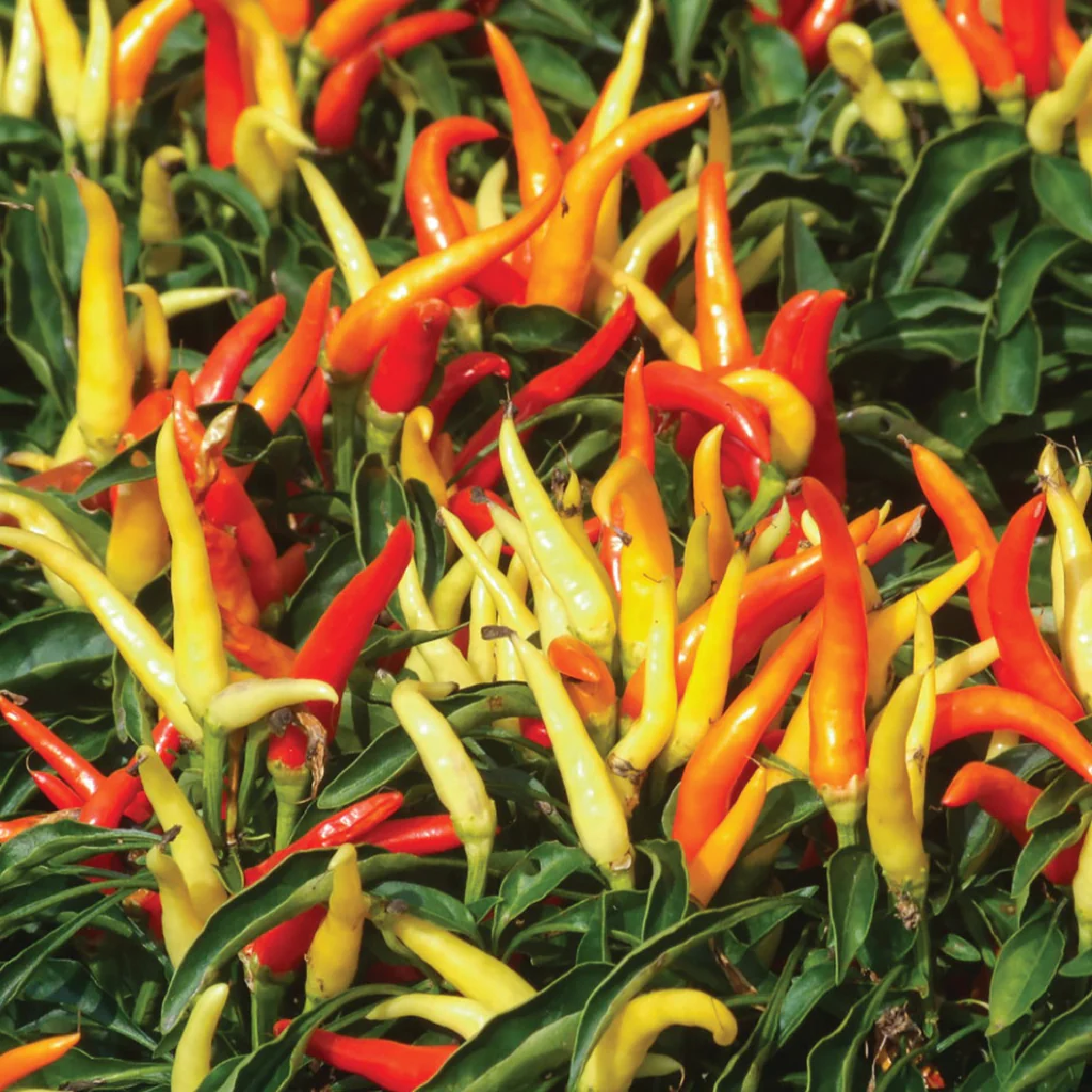 Pepper plant placeholder