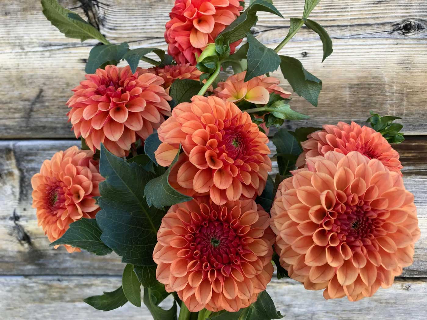 Dahlia Photo