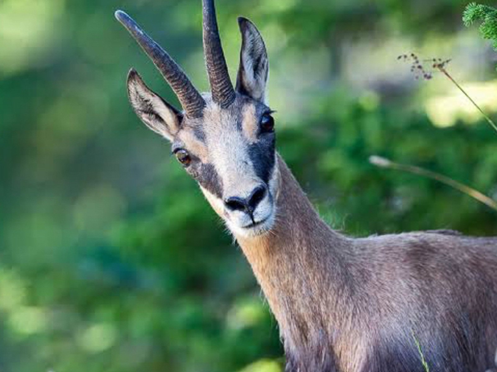Photograph of a chamois in an alpine forest, the animal behind the crest mark