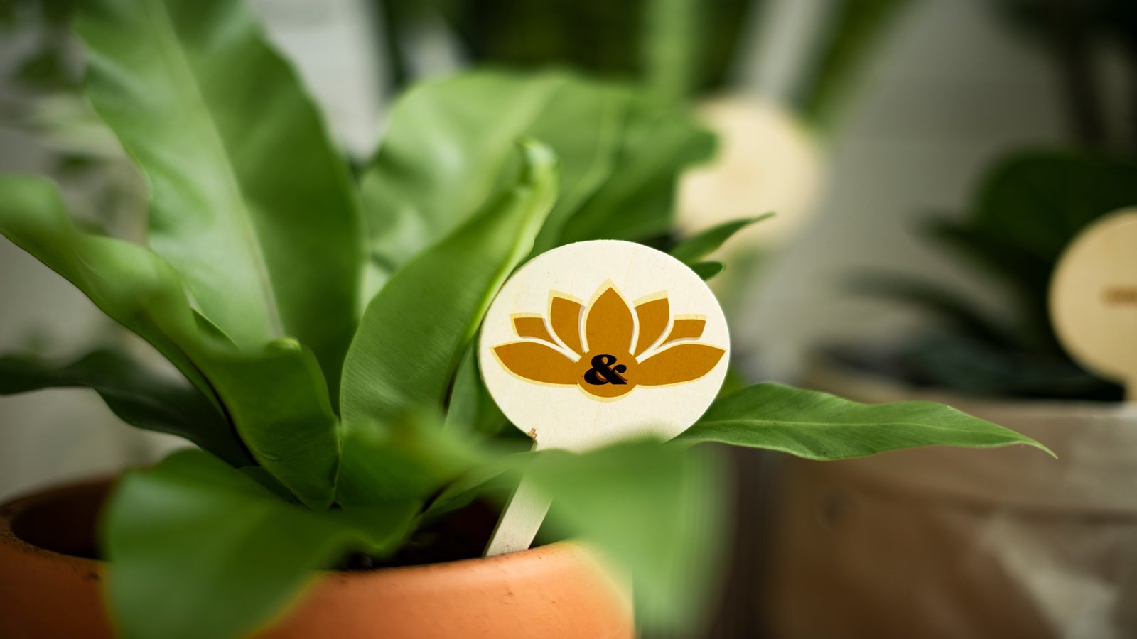 Round Willow & Blossom plant pick with the gold lotus and ampersand mark, tucked into a potted fern in a terracotta pot