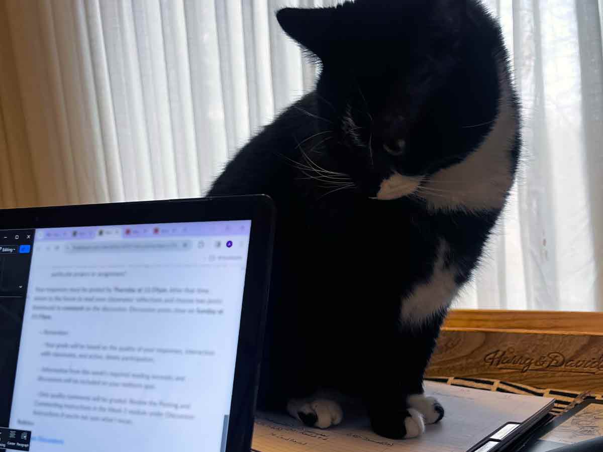 Tabby kitten lounging next to sketchbook on a studio table